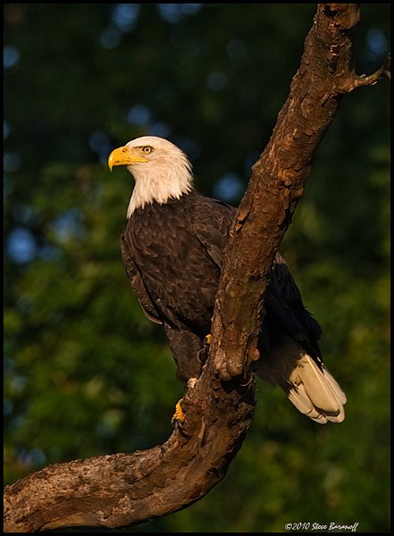 _0SB8866 american bald eagle.jpg